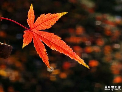【多元化的世界】那片紅楓