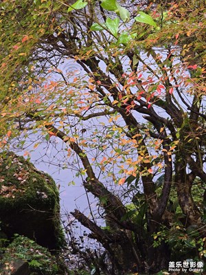 S24U日本秋日隨拍