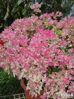 【多元化的世界】+花花世界