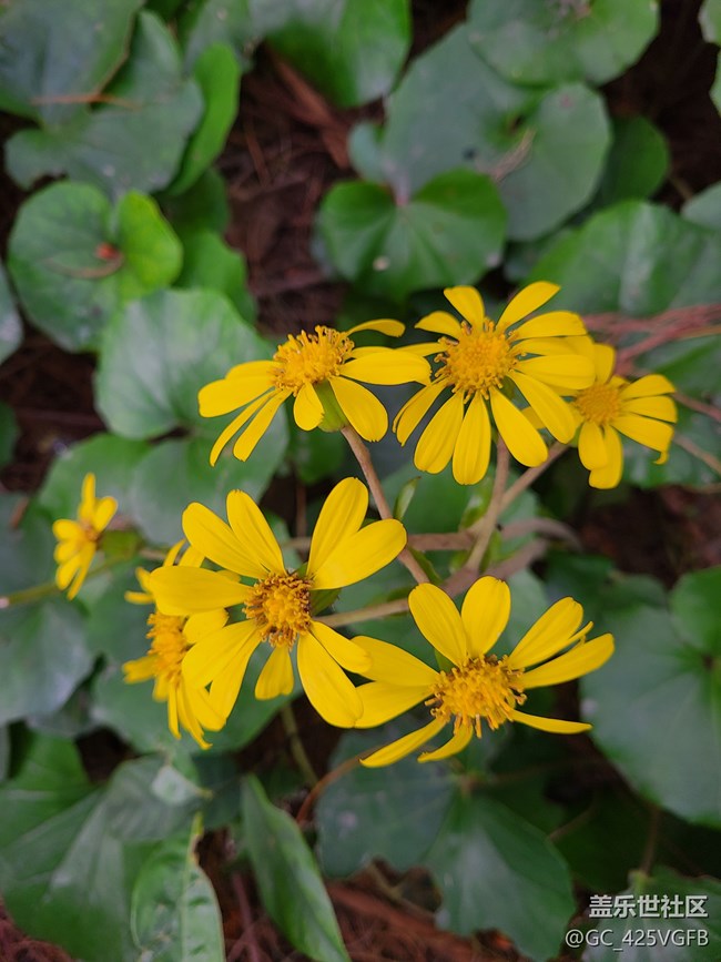 【秋日私語】秋天景色