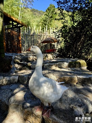 【多元化的世界】S24 ultra 田園風(fēng)光隨手拍