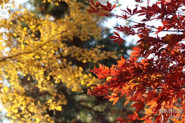 【Galaxy影像】#時(shí)光你慢些走+美圖