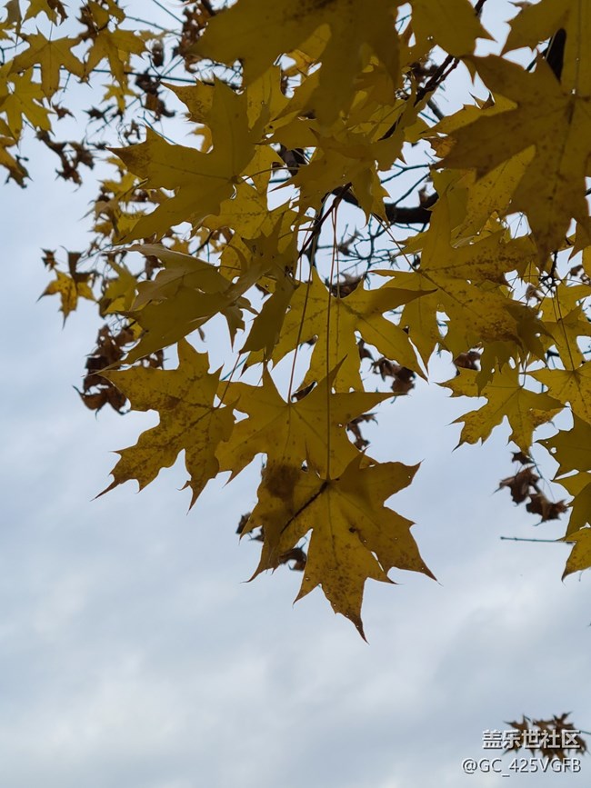 【秋日私語】秋天景色