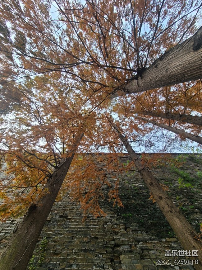 【秋日私語】秋天景色