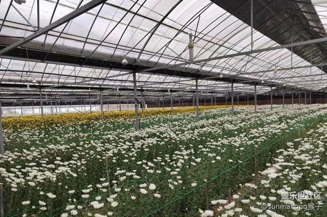 【初冬之美】菊?qǐng)@