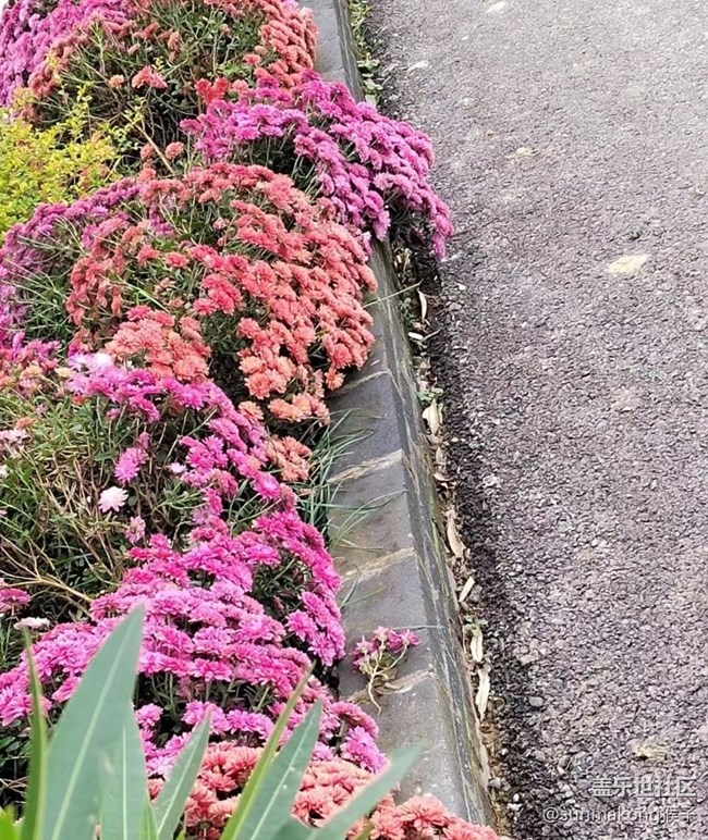 【初冬之美】菊?qǐng)@