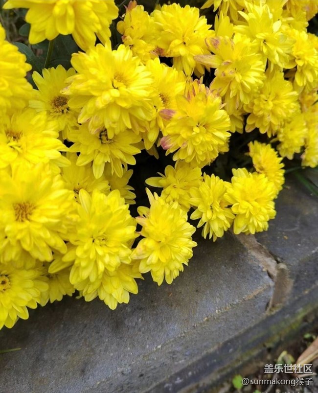 【初冬之美】菊?qǐng)@