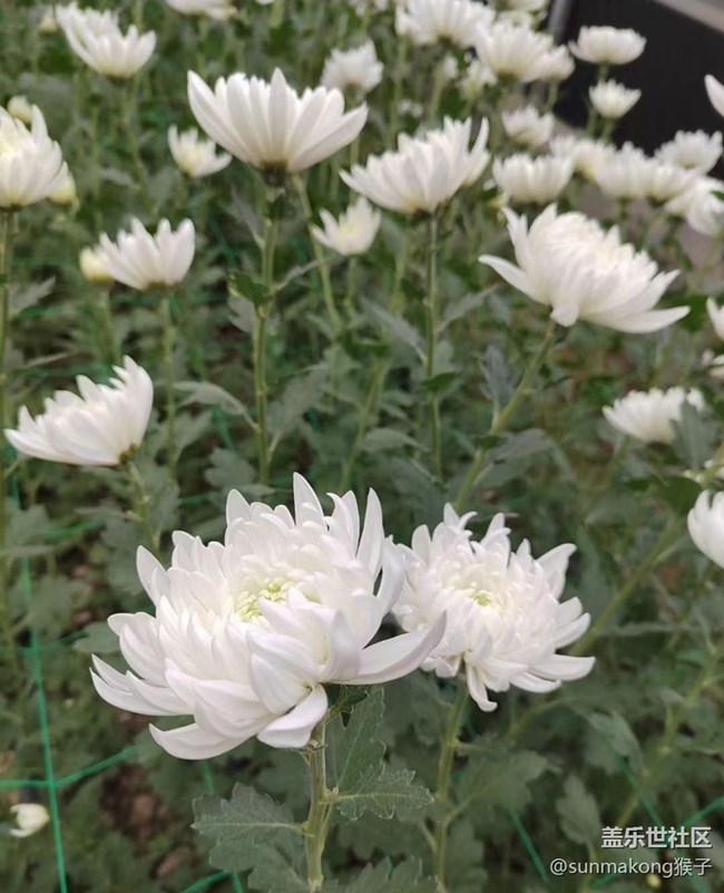 【初冬之美】菊?qǐng)@