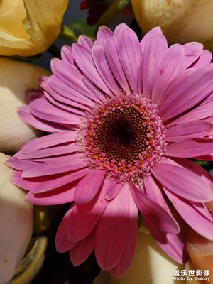 【多元化的世界】+花的世界