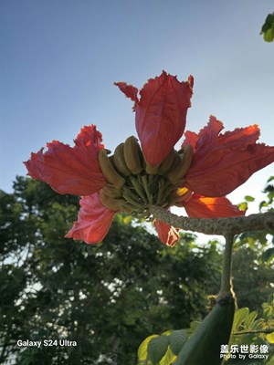 【隨拍分享】紅紅火火的火焰樹