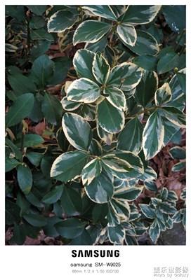 【多元化的世界】+冬日隨拍