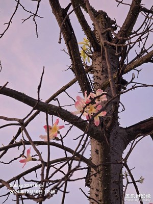 【隨拍分享】姹紫嫣紅雍容華貴