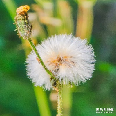 隨風(fēng)而逝的陽光