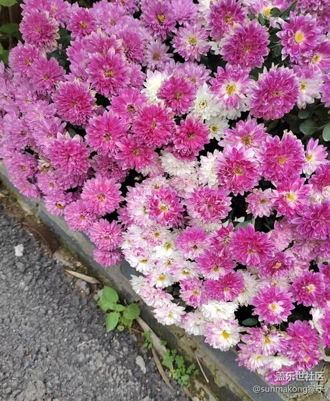 【初冬之美】菊?qǐng)@