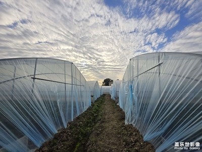 【多元化的世界】鱗片云塊