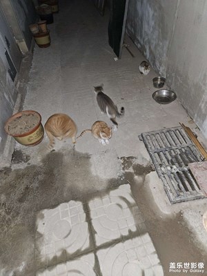 【多元化的世界】+人與自然和諧共生