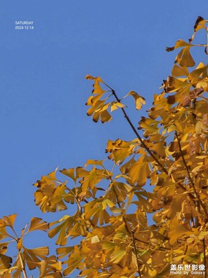 銀杏葉與藍(lán)天