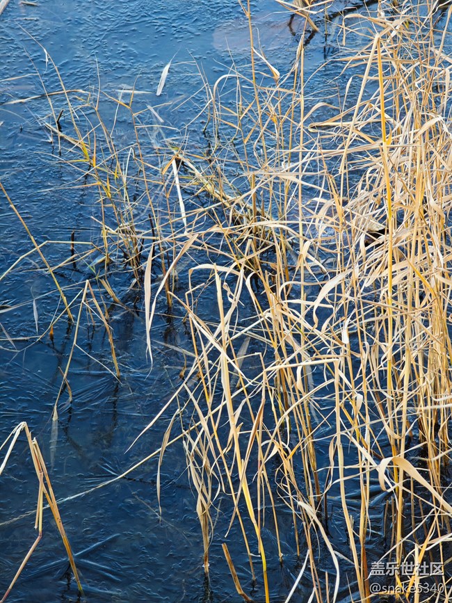 【又是一年冬】+冬荷