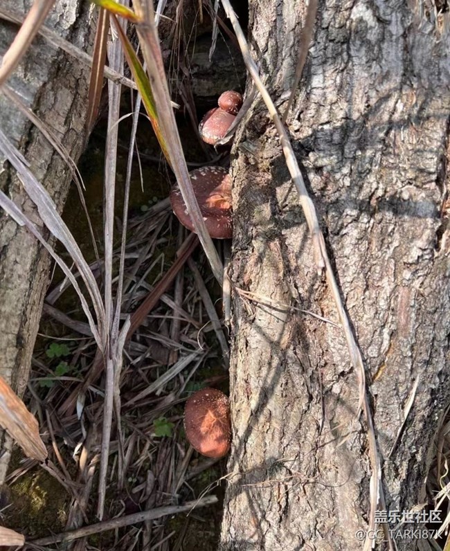 【Galaxy影像】#時光你慢些走+采蘑菇