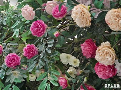 【多元化的世界】+花的世界