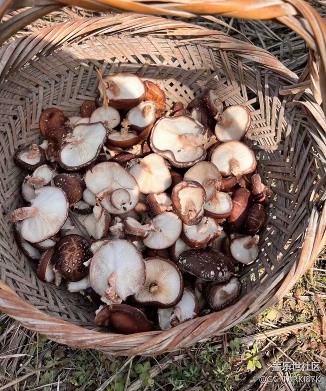 【Galaxy影像】#時光你慢些走+采蘑菇