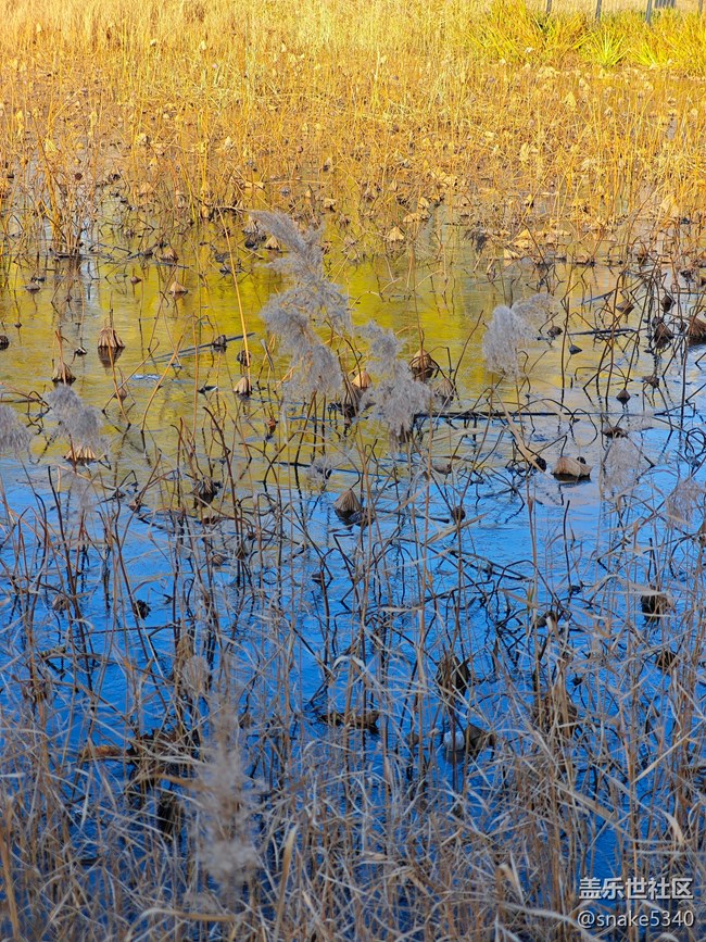 【又是一年冬】+冬荷