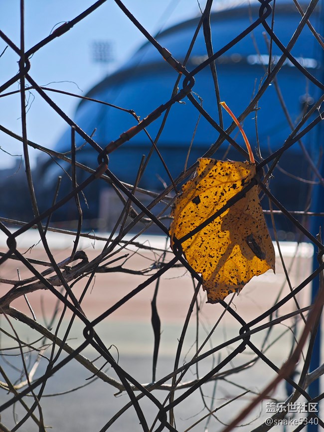 【又是一年冬】+真凍手