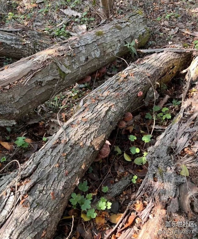 【Galaxy影像】#時光你慢些走+采蘑菇