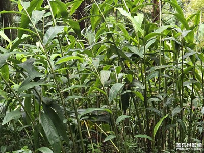 【多元化的世界】+翠綠風(fēng)景