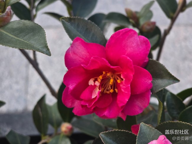 #冬暖熙熙作午晴——花