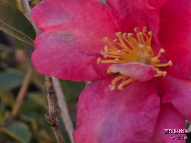 #冬暖熙熙作午晴——花