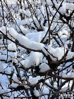 【多元化的世界】+陽(yáng)光下的雪