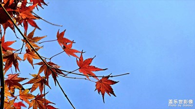 秋末初冬的美