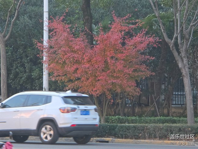 #冬暖熙熙作午晴——紅葉