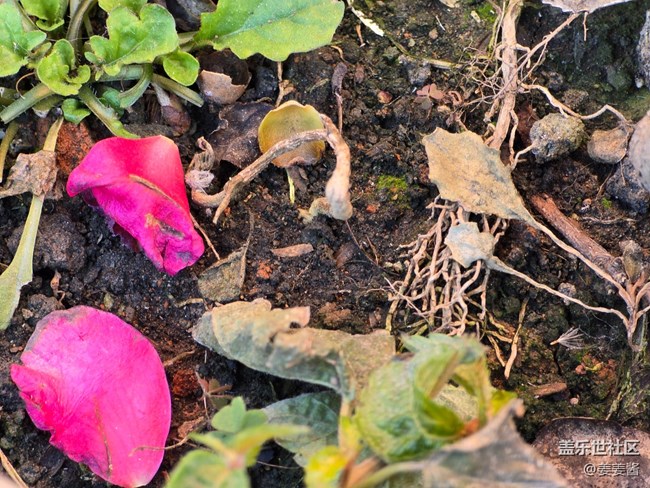 #冬暖熙熙作午晴——花