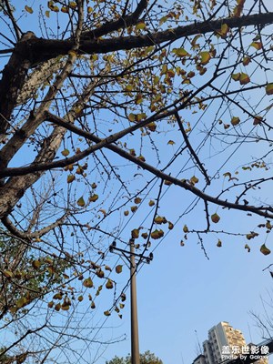 【多元化的世界】凋零的冬天