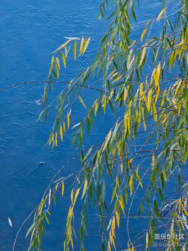 【又是一年冬】+冬荷