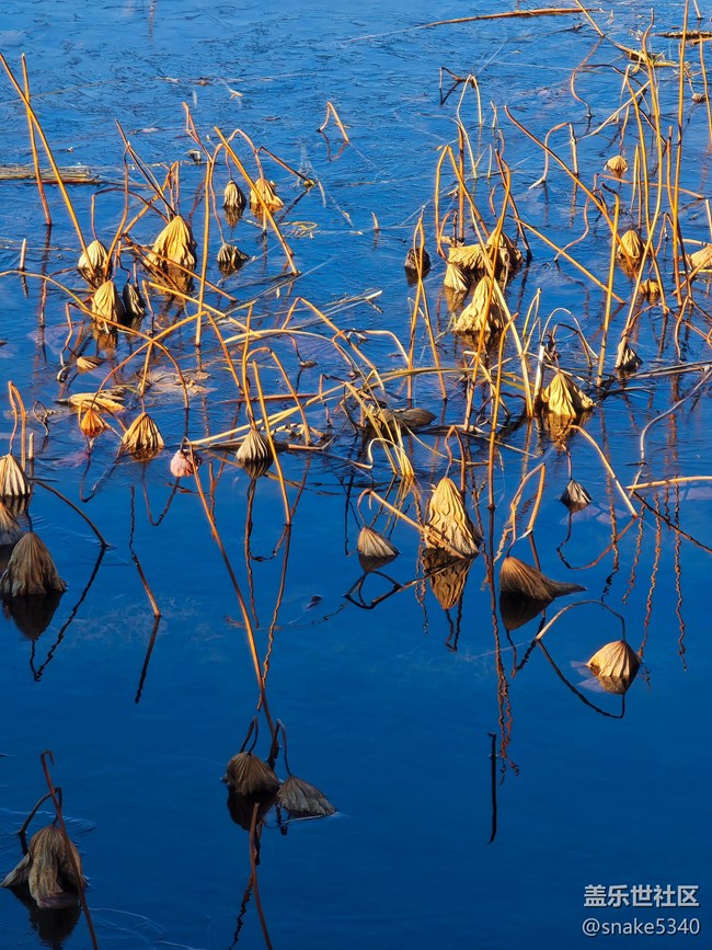 【又是一年冬】+冬荷