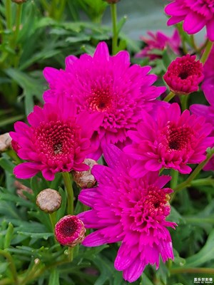 【多元化的世界】+花兒綻放