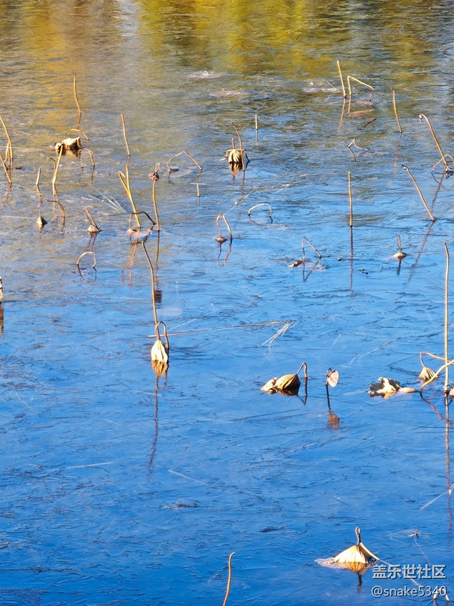 【又是一年冬】+冬荷