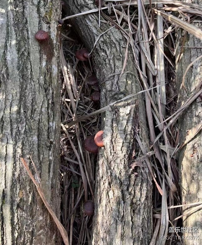 【Galaxy影像】#時光你慢些走+采蘑菇