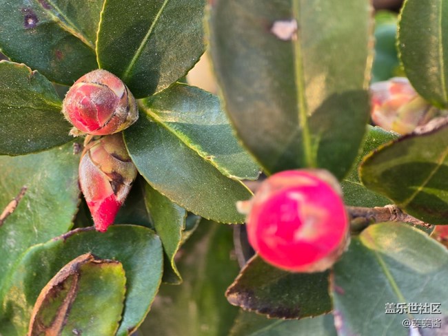 #冬暖熙熙作午晴——花