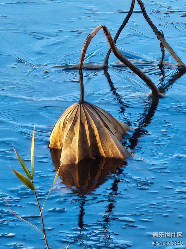 【又是一年冬】+冬荷