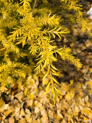 【多元化的世界】溫暖冬日