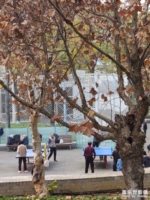 【難忘2024】+冬日陽光