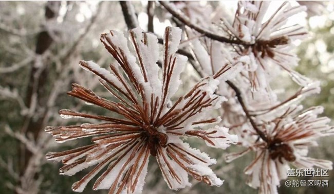 【初冬之美】冰凌