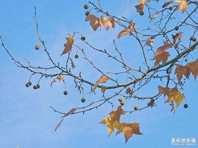 這個季節(jié)的枝葉