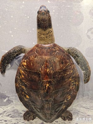 【難忘2024】+博物館里的小動(dòng)物們