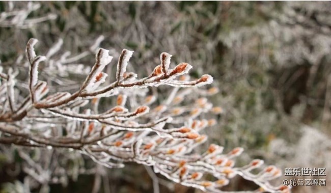 【初冬之美】冰凌