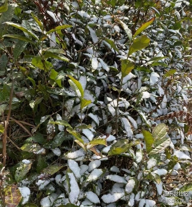 【2024再見(jiàn)】瑞雪兆豐年